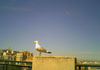 photo d'une mouette